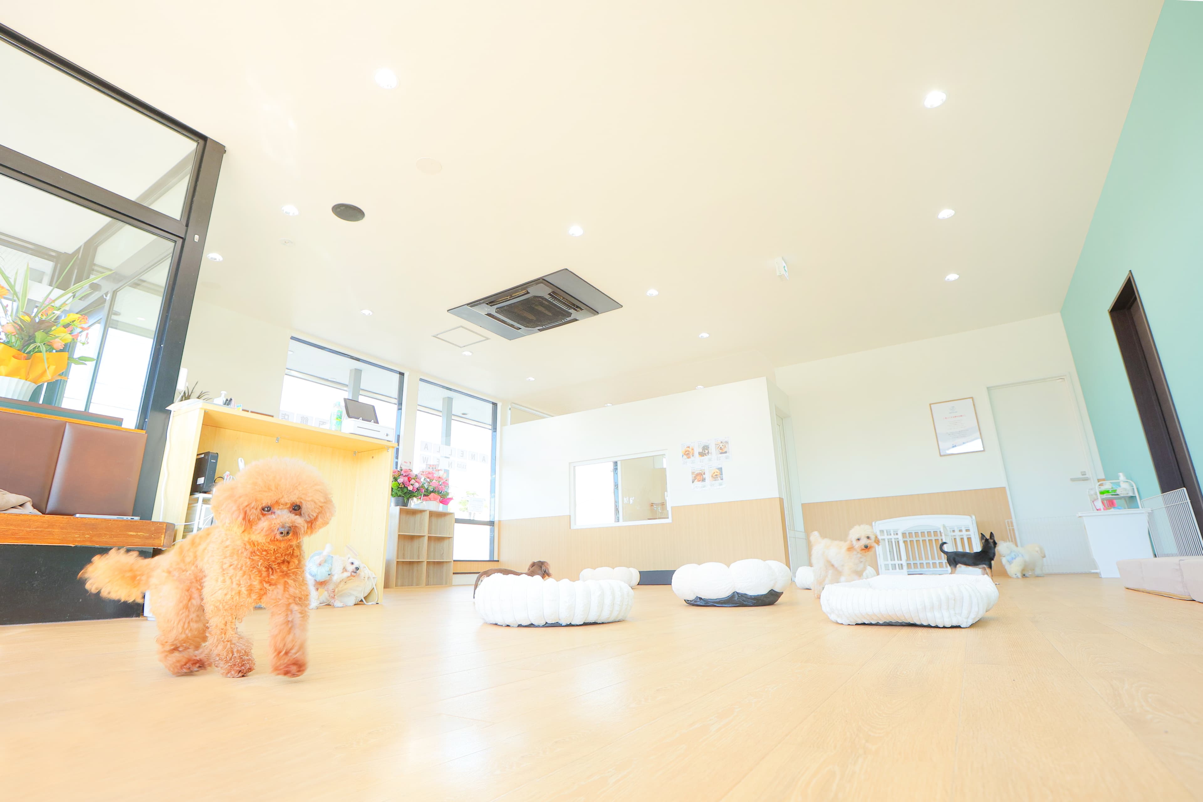 日帰り一時預かり