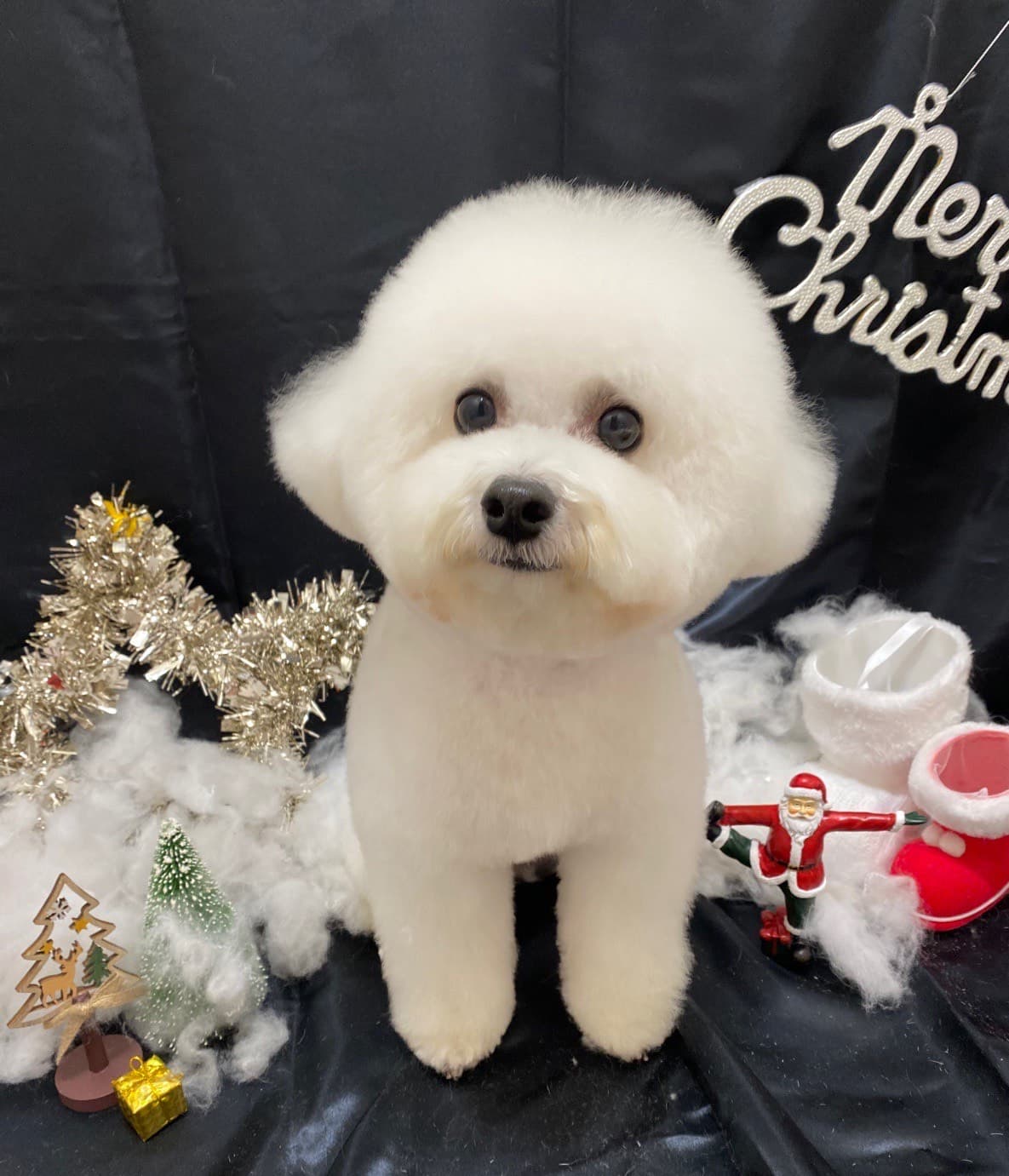 トリミング後のふわふわな仕上がり