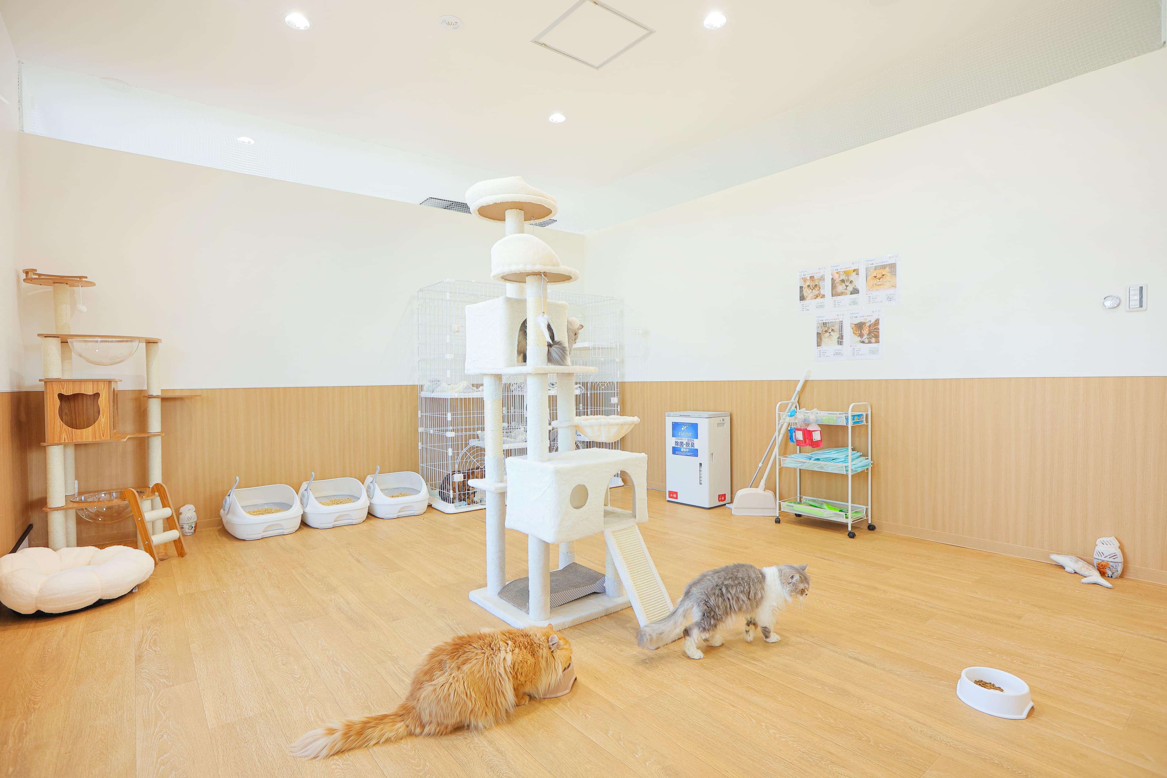 木製ステップがアクセントのスペース