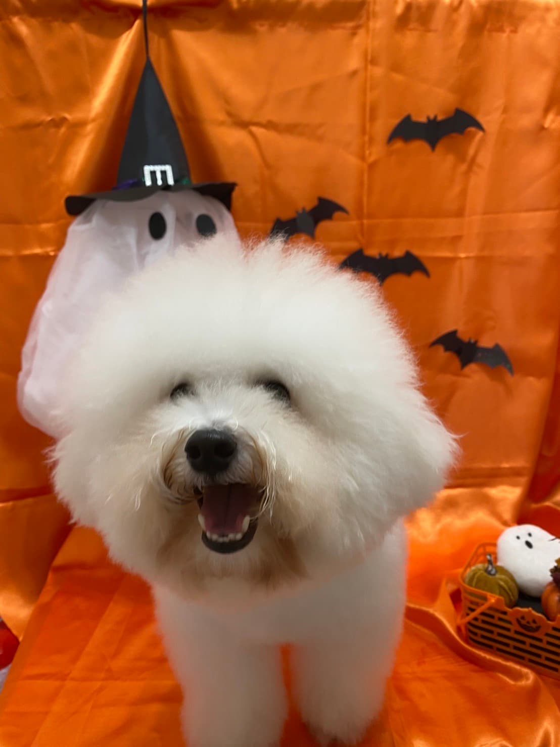 シャンプー後のふわふわな仕上がり