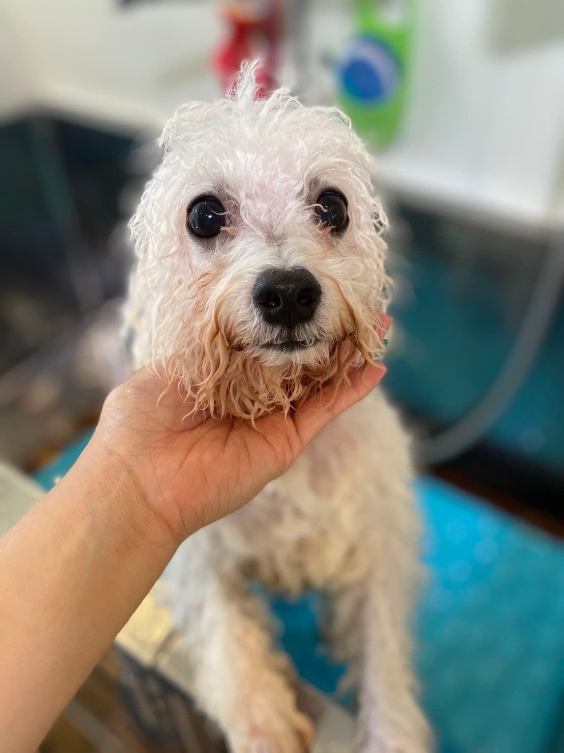 シャンプー中の様子