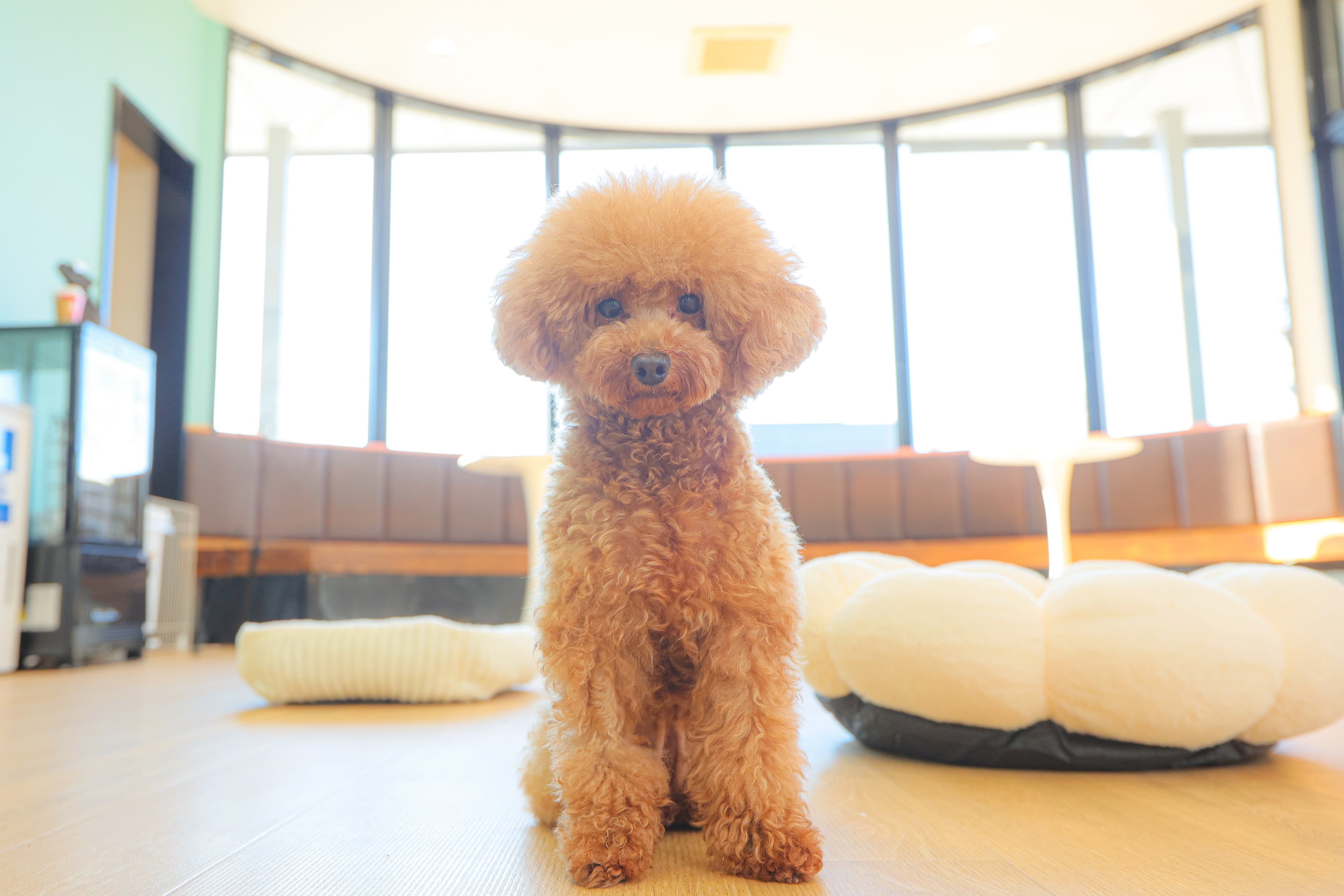 保護犬カフェのわんちゃん