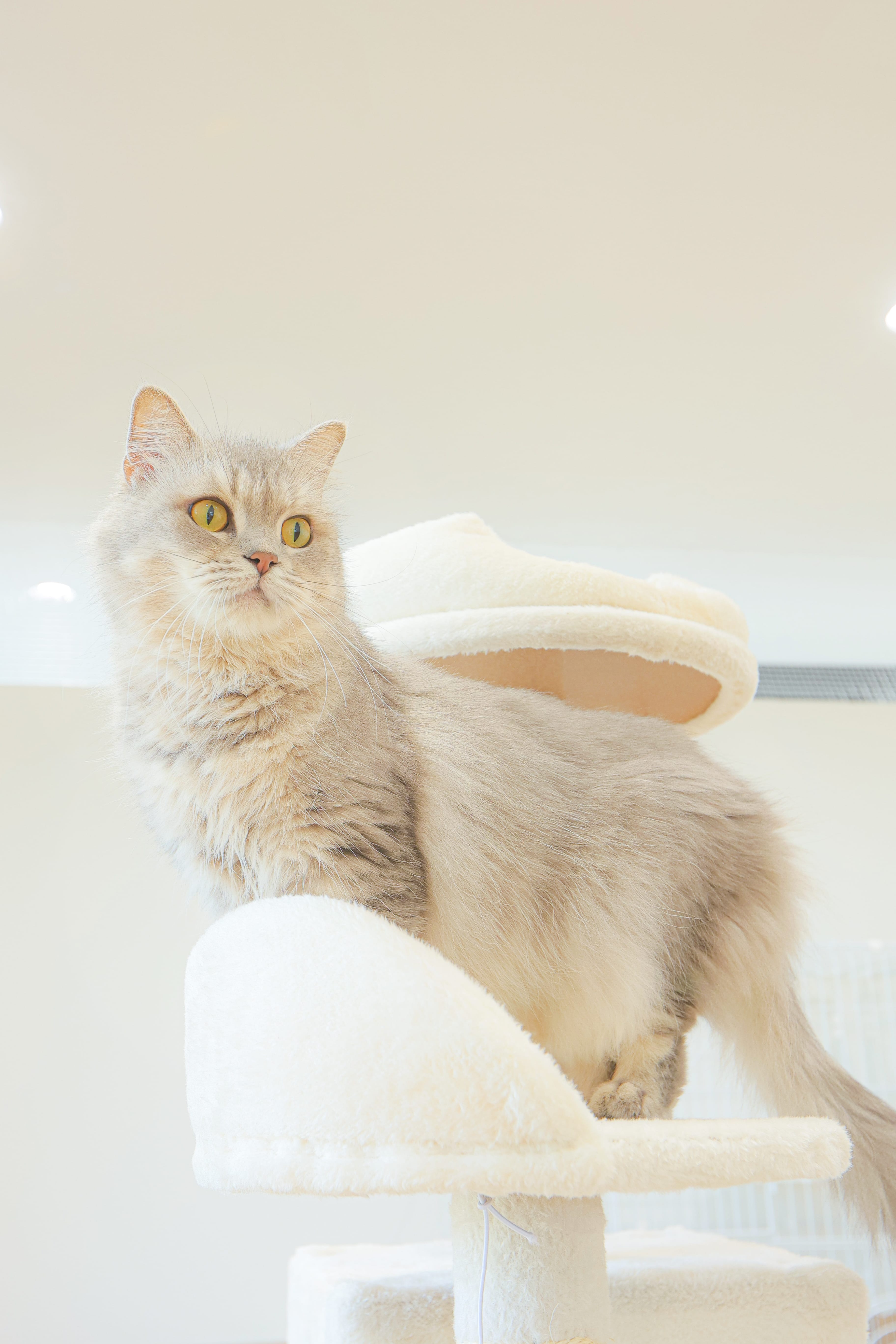 里親募集 - 新しい家族を待っている保護犬猫