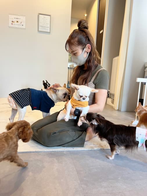 スタッフと保護犬猫のケアの様子